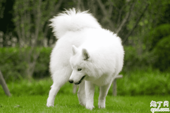 感染犬瘟多久發病 狗瘟可以提前預防嗎2