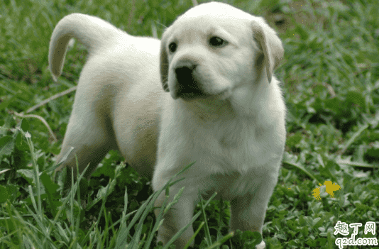 感染犬瘟多久發病 狗瘟可以提前預防嗎3