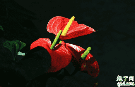 紅掌啥老不開花 紅掌花怎樣養才能快速爆盆2