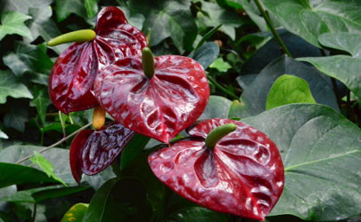 紅掌和仙客來(lái)哪個(gè)好養(yǎng) 冬季養(yǎng)紅掌哪些是要注意的