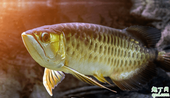龍魚喂小魚長得快嗎 龍魚進(jìn)食要注意什么2
