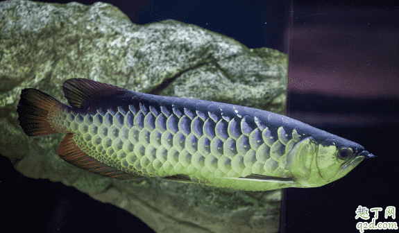 龍魚喂小魚長得快嗎 龍魚進(jìn)食要注意什么1