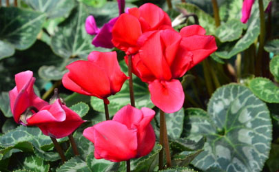 仙客來(lái)為啥會(huì)爛花苞 仙客來(lái)花苞爛還有沒(méi)有救