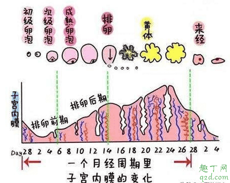 備孕有必要查黃體功能嗎 備孕查黃體功能最佳時(shí)間3
