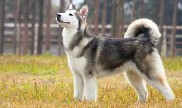忠犬八公是什么狗？狗的嗅覺(jué)是人的多少倍？