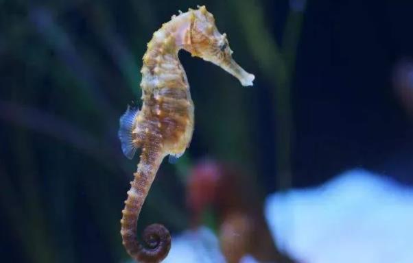 海馬為什么是爸爸生出來(lái)的？海馬是魚類嗎？