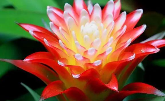 花卉鴻運當(dāng)頭是什么？鴻運當(dāng)頭花期是幾月