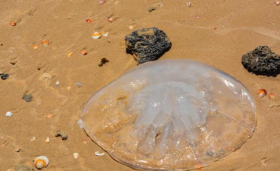 海灘上白色水母有毒嗎？水母有毒為什么海蜇能吃
