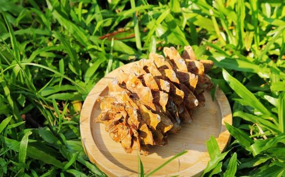 松籽在什么季節采摘？松籽有什么營養價值