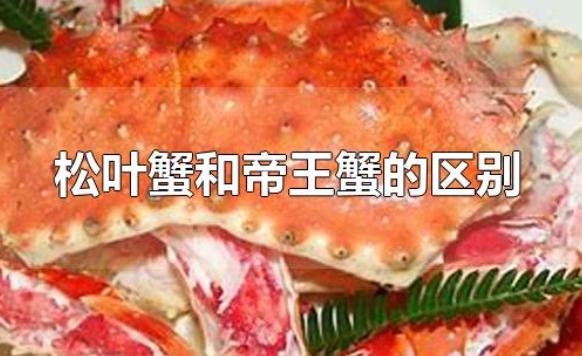 松葉蟹和帝王蟹的區別是什么？帝王蟹蒸多久