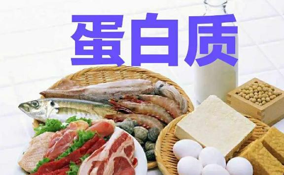 蛋白質(zhì)占人體的百分之幾？蛋白質(zhì)是什么