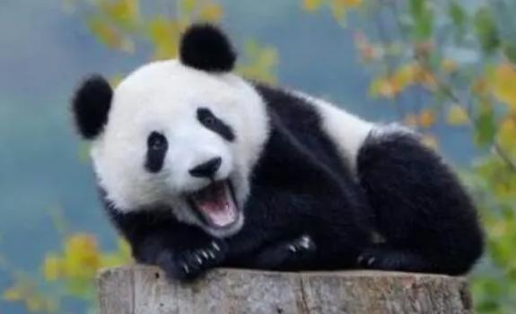 大熊貓為什么是黑白的？大熊貓只有中國(guó)才有嗎