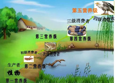 生態(tài)系統(tǒng)的營(yíng)養(yǎng)結(jié)構(gòu)包括哪些？消費(fèi)者在生態(tài)系統(tǒng)中的作用