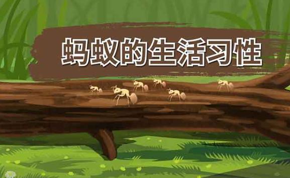 螞蟻的特點(diǎn)和生活特征和外形是什么？螞蟻的分工