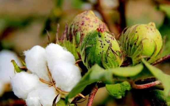 華北平原種棉花的優勢條件是什么？華北平原屬于什么農業