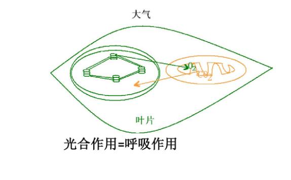 光合作用與呼吸作用的關(guān)系是什么？光合作用與有氧呼吸的區(qū)別與聯(lián)系