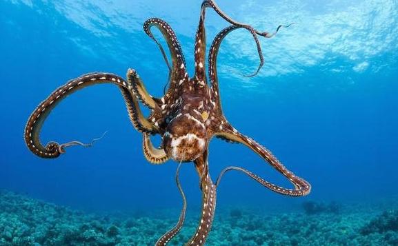 為什么說(shuō)章魚是四維生物？章魚的特點(diǎn)