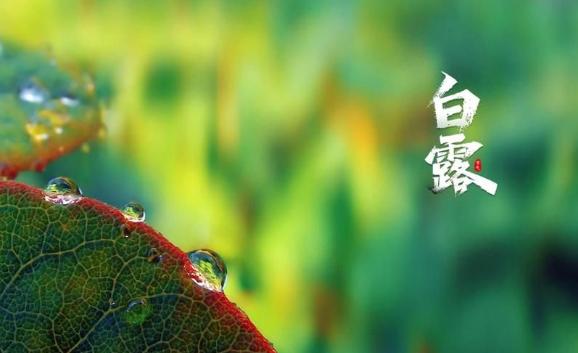 白露有什么特征？白露節氣的氣象變化