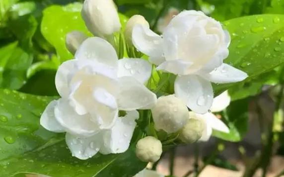 茉莉花放臥室影響睡眠嗎？茉莉花茶與綠茶的區別
