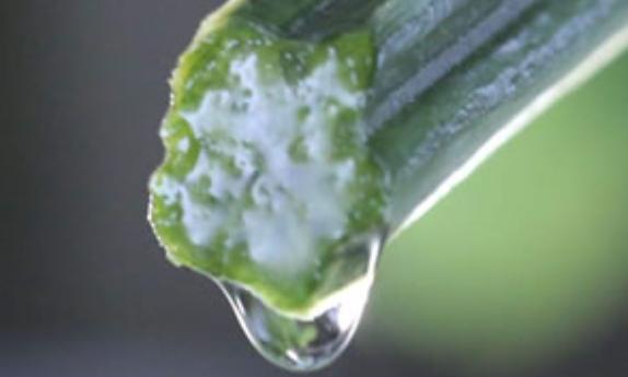 絲瓜水怎么提?。拷z瓜水使用方法