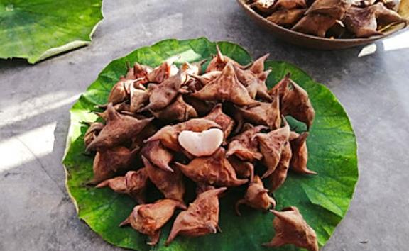 選購菱角有哪2種方法？菱角怎么煮